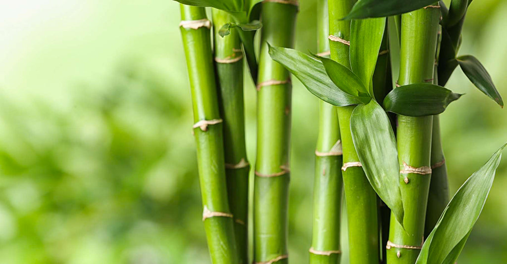 Bambou Écologique