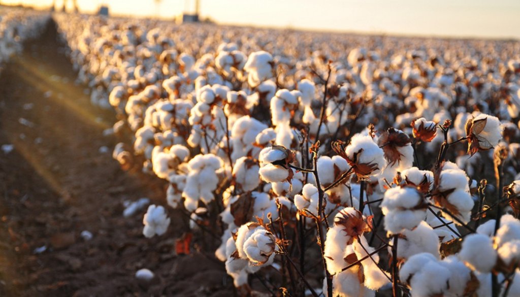 Cotton Organique