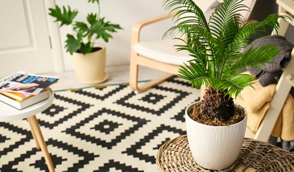 Plante Intérieure Décoration