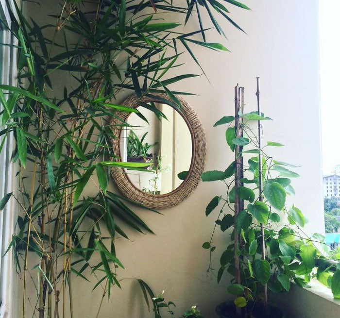terrasse avec miroir et plantes pour main verte
